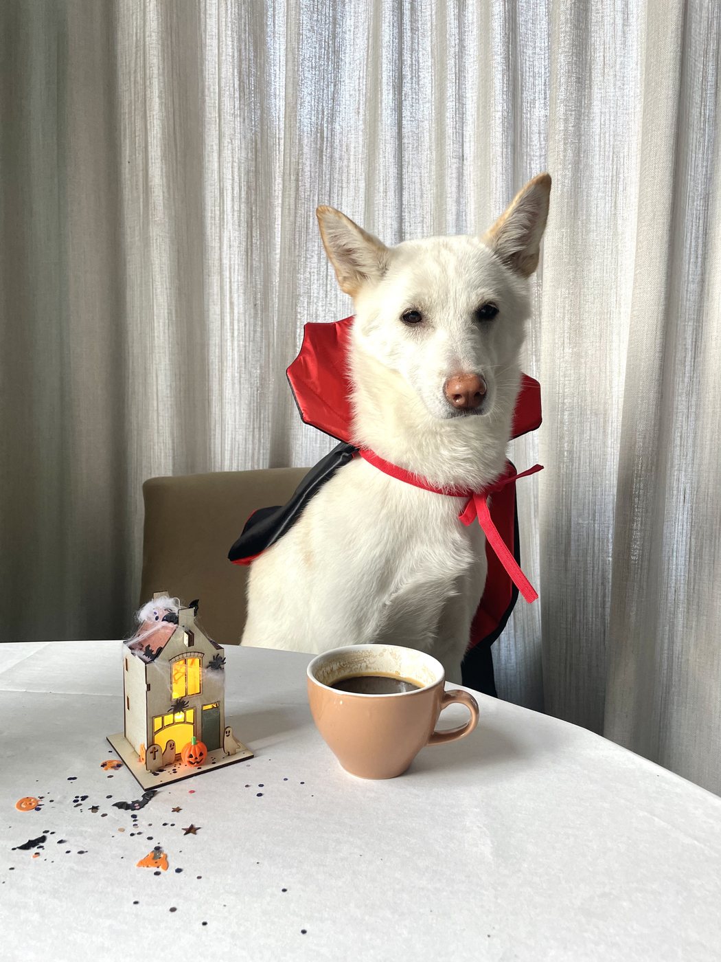 Our dog with the Halloween Canal House
